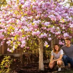 Cet arbre pousse aussi vite que le bambou, mais sa floraison remarquable fait toute la difference