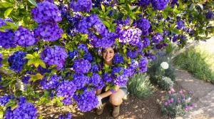 Les céanothes, ces arbustes aux fleurs d’un bleu inimitable qui illuminent le jardin