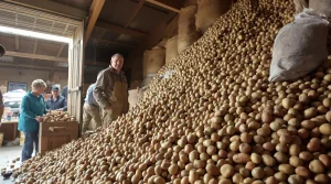 Pas-de-Calais : un agriculteur offre gratuitement ses pommes de terre invendues au lieu de les jeter