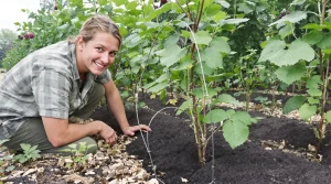 Peu de jardiniers pensent à ce vieux cintre pour soutenir les tiges fragiles au potager